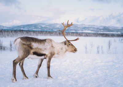 Visit Tromso, Reindeer-Foto_Vegard_Stien(1)