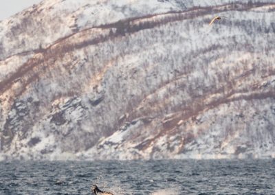 Visit Tromso, Whale safari-Foto_Vegard_Stien(1)