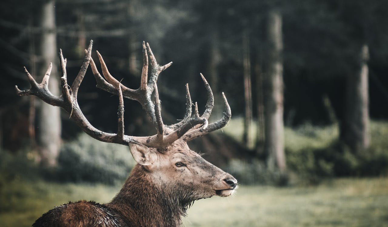 Elk safari