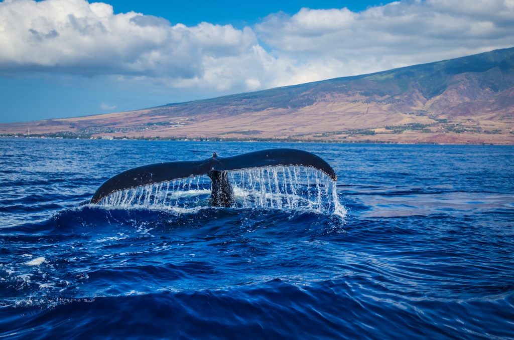 Whale safari – Norway, 4 days