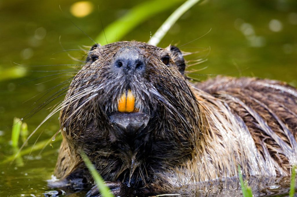 Beaver Safari