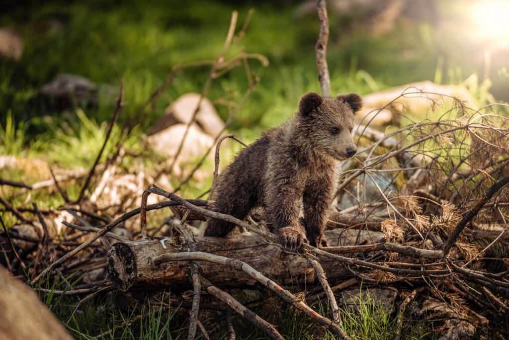 Bear Safari