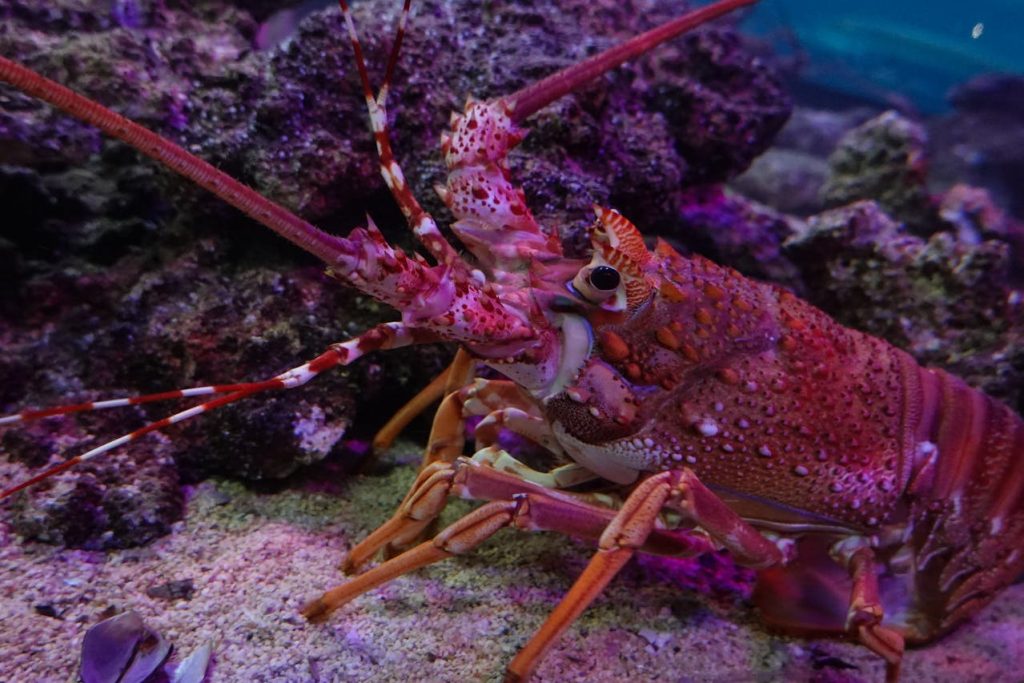 Lobster and cray fish safari