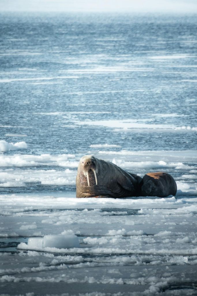 Svalbard Svalbard