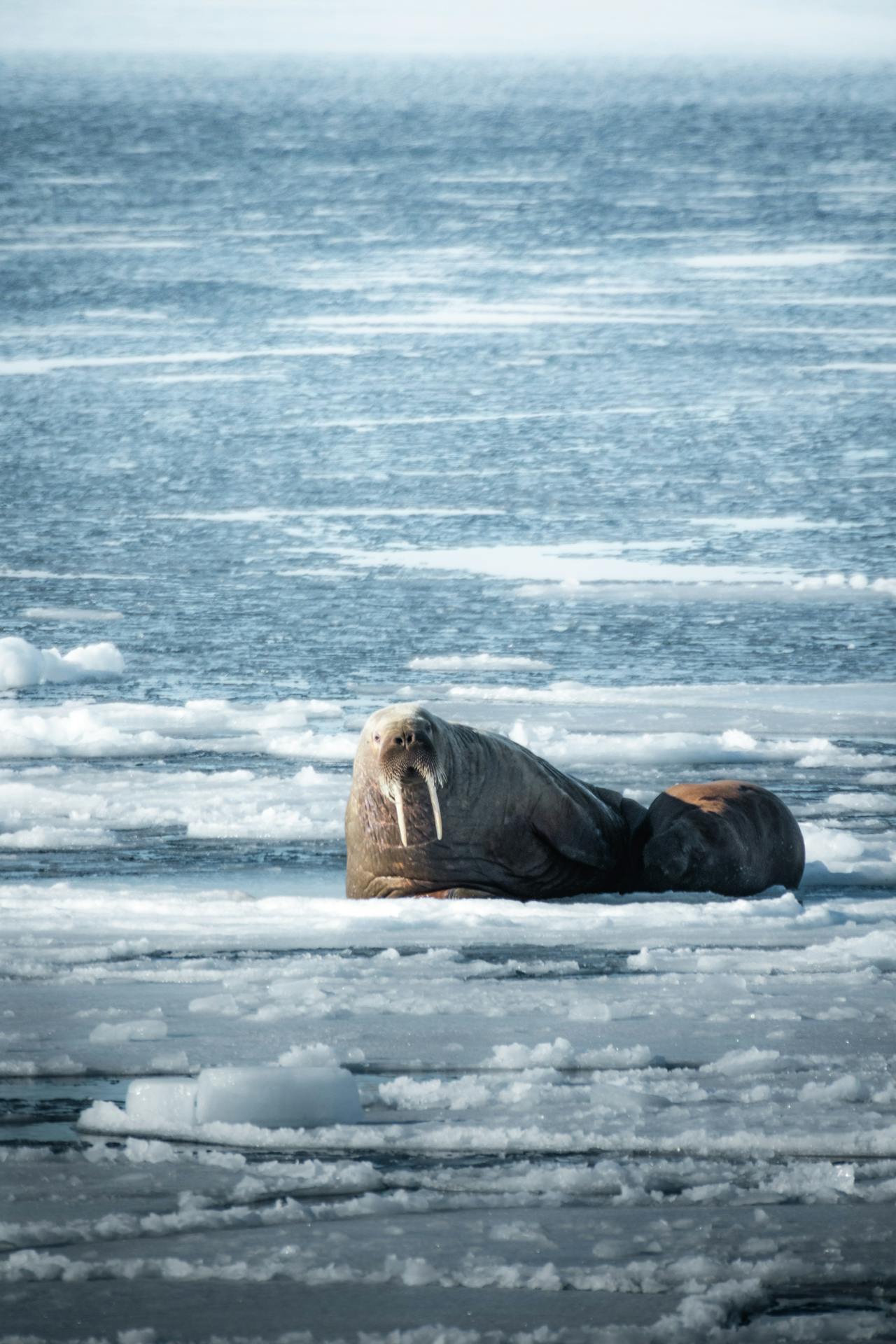 Svalbard