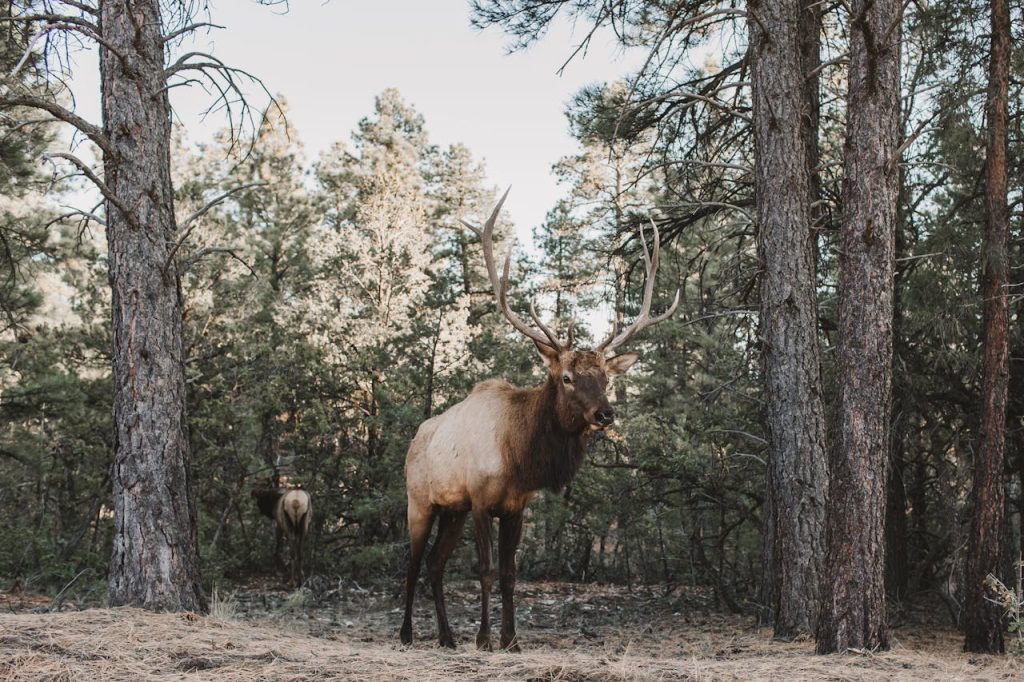 Elk safari