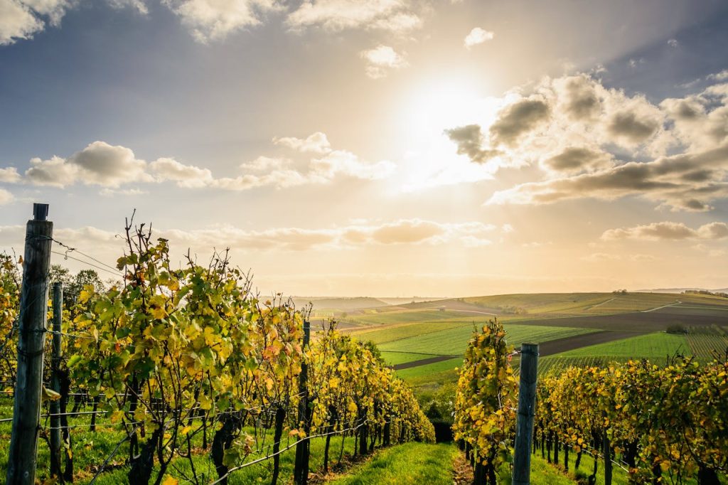 Wineyard Sweden