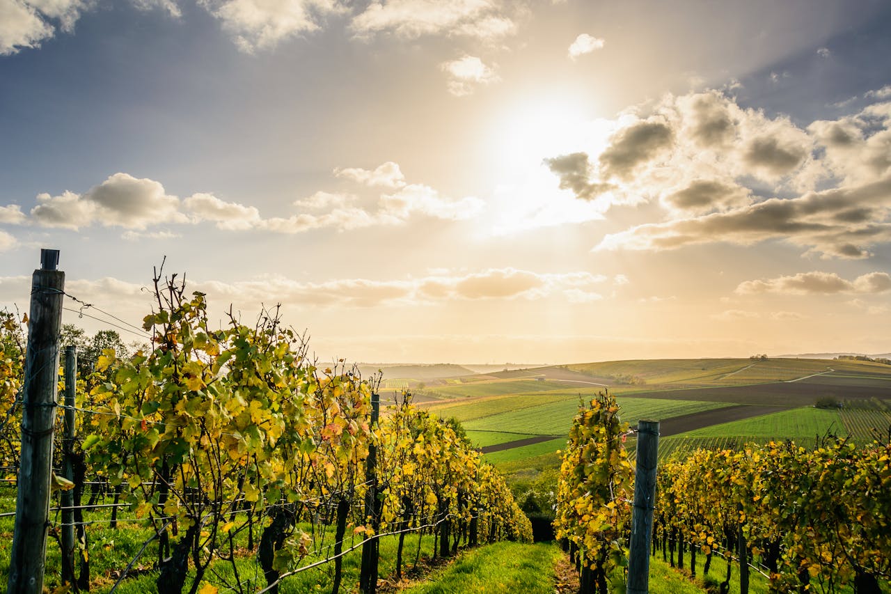 Wineyard Wineyard Sweden